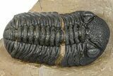 Phacopid (Morocops) Trilobite - Foum Zguid, Morocco #372429-3